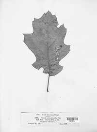 Lachnum marginatum image